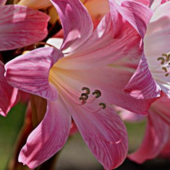 <b>6452 Belladonna Amaryllis, Naked Lady, March Lily, A belladonna, Amaryllidacea,Sydney, NSW, Feb 2009, Kate/Sydney </b> <b>6452 Belladonna Amaryllis, Naked Lady, March Lily, A belladonna, Amaryllidacea,Sydney, NSW, Feb 2009, Kate/Sydney </b>