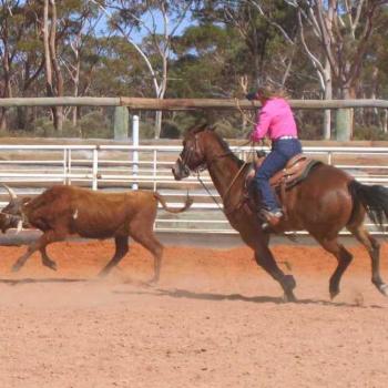 <b>Calf roping - Kalgoorlie rodeo (Robin/Kalgoorlie)</b>