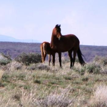 <b>Mare with foal on unfenced BLM lands of Utah Apr 2011 by Wilodene</b> <b>Mare with foal on unfenced BLM lands of Utah Apr 2011 by Wilodene</b>