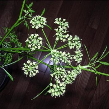 <b>Parsley Flowers - Bev, Ab</b>