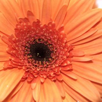<b>5795 orange gerbera, Lake Albert, Wagga Wagga, Oct'09 Kate/Sydney</b> <b>5795 orange gerbera, Lake Albert, Wagga Wagga, Oct'09 Kate/Sydney</b>