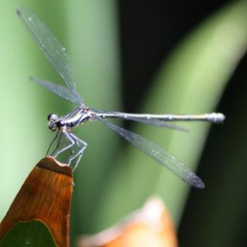 <b>6913 Common Flatwing damselfly, Austroargiolestes cteromelas, Megapodagrionidae, Sydney, NSW, Mar 2009, Kate/Sydney </b> <b>6913 Common Flatwing damselfly, Austroargiolestes cteromelas, Megapodagrionidae, Sydney, NSW, Mar 2009, Kate/Sydney </b>