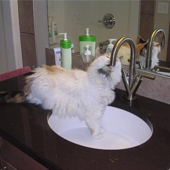 <b>How to drink from a tap - method 3 - Bev, AB</b>