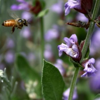 <b>5771 bee and sage flowers, Lake Albert, Wagga Wagga, Oct'09 Kate/Sydney</b> <b>5771 bee and sage flowers, Lake Albert, Wagga Wagga, Oct'09 Kate/Sydney</b>