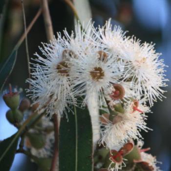 <b>5409 Citriadora blossom, aka Lemon Scented Gum, Lake Albert, Wagga Wagga, Oct'09 Kate/Sydney</b> <b>5409 Citriadora blossom, aka Lemon Scented Gum, Lake Albert, Wagga Wagga, Oct'09 Kate/Sydney</b>