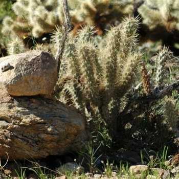 <b>Cholla</b>