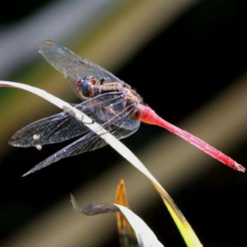 <b>7951 male dragonfly, Fiery Skimmer Dragonfly, Orthetrum villosovittatum, Libellulidae, Hawkesbury R, NSW, Mar 2009, Kate/Sydney </b> <b>7951 male dragonfly, Fiery Skimmer Dragonfly, Orthetrum villosovittatum, Libellulidae, Hawkesbury R, NSW, Mar 2009, Kate/Sydney </b>