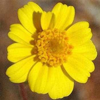 <b>Yellow Flower 2</b>