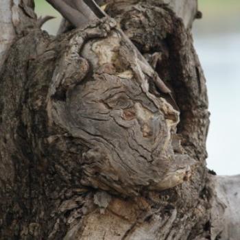 <b>8097 gum tree, Lake Albert, Wagga Wagga, Oct'09 Kate/Sydney</b>