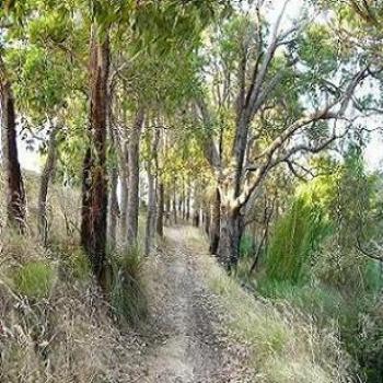 <b>A walk through the bush.</b>