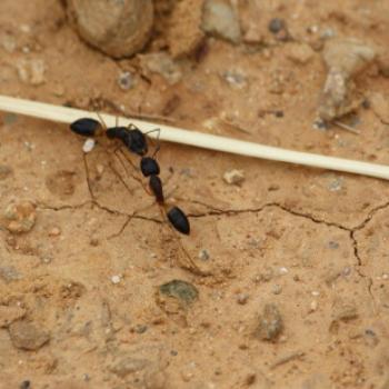 <b>8009 Black Spider Ant, Leptomyrmex sp, Dolichoderinae, Lake Albert, Wagga Wagga, Oct'09 Kate/Sydney</b> <b>8009 Black Spider Ant, Leptomyrmex sp, Dolichoderinae, Lake Albert, Wagga Wagga, Oct'09 Kate/Sydney</b>