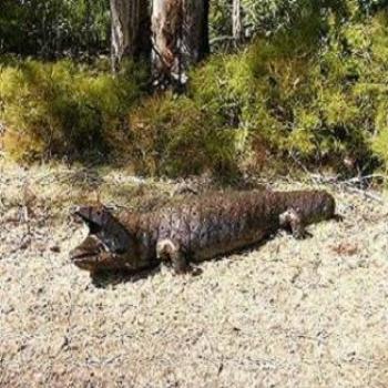 <b>Goanna at Art in the Park, Porongurups, near Albany, West. Aust. (Anne)</b> <b>Goanna at Art in the Park, Porongurups, near Albany, West. Aust. (Anne)</b>