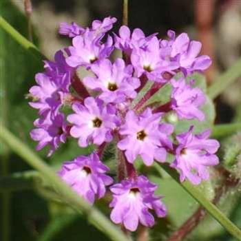 <b>Purple Flowers</b>
