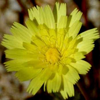<b>Yellow Flower 1</b>