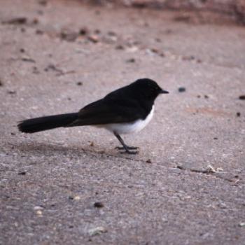 <b>5388 Willy Wagtail watching sunrise Lake Albert, Wagga Wagga, Oct'09 Kate/Sydney</b> <b>5388 Willy Wagtail watching sunrise Lake Albert, Wagga Wagga, Oct'09 Kate/Sydney</b>