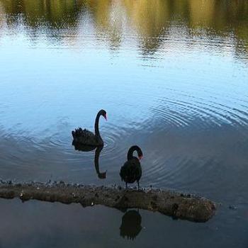 <b>Reflections of a black swan (Anne, Albany)</b>