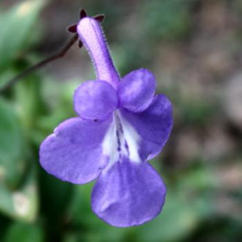 <b>1433 small trailing plant, Hawkesbury River Oct'10, Kate/Sydney</b> <b>1433 small trailing plant, Hawkesbury River Oct'10, Kate/Sydney</b>