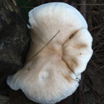<b>3114 bracket fungus, Hawkesbury R, 18th Nov'10, Kate/Sydney</b>