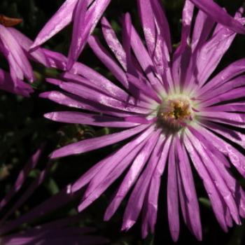 <b>1862 Carpobrotus sp, Pigface, Aizoaceae, Hawkesbury River Oct'10, Kate/Sydney</b> <b>1862 Carpobrotus sp, Pigface, Aizoaceae, Hawkesbury River Oct'10, Kate/Sydney</b>