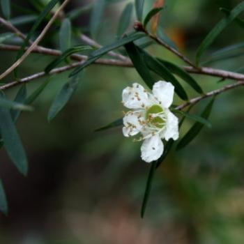 <b>3142 Leptospermum polygalifolium, Tantoon, yellow tea tree, Myrtaceae, native bush, Hawkesbury R, 18th Nov'10, Kate/Sydney</b> <b>3142 Leptospermum polygalifolium, Tantoon, yellow tea tree, Myrtaceae, native bush, Hawkesbury R, 18th Nov'10, Kate/Sydney</b>