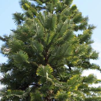 <b>2040 Wollemi Pine, Wollemia nobilis, Araucariaceae, Dinosaur tree, living fossil, Sydney Botanic Gardens, Oct'09, Kate/Sydney </b> <b>2040 Wollemi Pine, Wollemia nobilis, Araucariaceae, Dinosaur tree, living fossil, Sydney Botanic Gardens, Oct'09, Kate/Sydney </b>