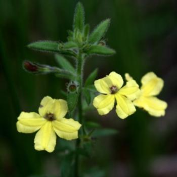 <b>3078 Goodenia latifolia, Goodeniaceae, native flowers, Hawkesbury R, 18th Nov'10, Kate/Sydney</b> <b>3078 Goodenia latifolia, Goodeniaceae, native flowers, Hawkesbury R, 18th Nov'10, Kate/Sydney</b>