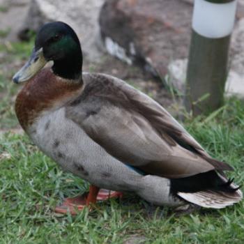 <b>1896 male Mallard, Anas platyrhynchos, Anatidae, Hawkesbury River Oct'10, Kate/Sydney</b> <b>1896 male Mallard, Anas platyrhynchos, Anatidae, Hawkesbury River Oct'10, Kate/Sydney</b>