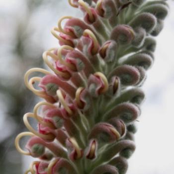 <b>1302 unopened Grevillea 'Pink Surprise' hybrid, Proteaceae, Hawkesbury River Oct'10, Kate/Sydney</b> <b>1302 unopened Grevillea 'Pink Surprise' hybrid, Proteaceae, Hawkesbury River Oct'10, Kate/Sydney</b>