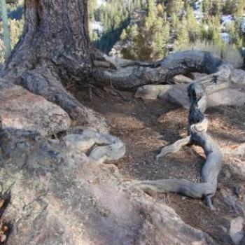 <b>Red Canyon tree root snake by Wilodene</b>