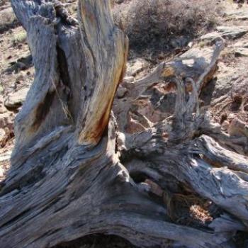 <b>Twisted mountain tree trunk in Utah by Wilodene</b>