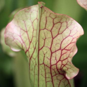 <b>1966, Sarracenia minor, Trumpet Pitcher Plants, Sydney Botanic Gardens, Oct'09, Kate/Sydney </b> <b>1966, Sarracenia minor, Trumpet Pitcher Plants, Sydney Botanic Gardens, Oct'09, Kate/Sydney </b>