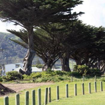 <b>6279 weathered pines at Apollo Bay, GORd, Victoria, 26th Oct09 Kate/Sydney</b> <b>6279 weathered pines at Apollo Bay, GORd, Victoria, 26th Oct09 Kate/Sydney</b>
