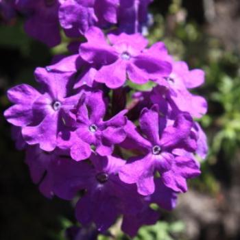 <b>1863 Verbena, Hawkesbury River Oct'10, Kate/Sydney</b>