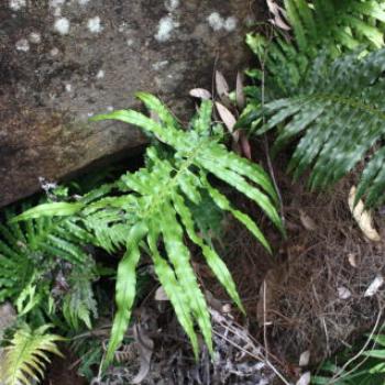 <b>3112 ferns, Hawkesbury R, 18th Nov'10, Kate/Sydney</b>