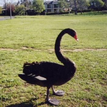 <b>Black swan_DAC</b>