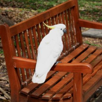 <b>2139 Sulphur-crested Cockatoo, Cacatua galerita, Cacatuidae, Sydney Botanic Gardens, Oct'09, Kate/Sydney </b> <b>2139 Sulphur-crested Cockatoo, Cacatua galerita, Cacatuidae, Sydney Botanic Gardens, Oct'09, Kate/Sydney </b>