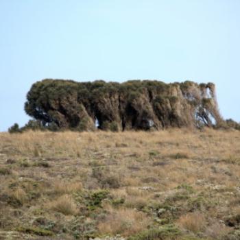 <b>6982 windblown Coastal tea trees, GORd, Vic, 27th Oct'09, Kate/Sydney</b> <b>6982 windblown Coastal tea trees, GORd, Vic, 27th Oct'09, Kate/Sydney</b>