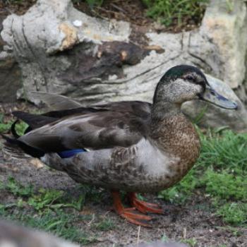 <b>1897 female Mallard, Anas platyrhynchos, Anatidae, Hawkesbury River Oct'10, Kate/Sydney</b> <b>1897 female Mallard, Anas platyrhynchos, Anatidae, Hawkesbury River Oct'10, Kate/Sydney</b>