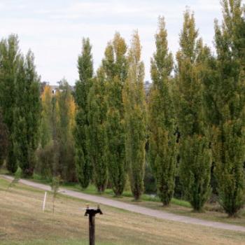<b>1544 Poplars on the Merriwa River, Hunter Valley, NSW, 29th April'09, Kate/Sydney</b> <b>1544 Poplars on the Merriwa River, Hunter Valley, NSW, 29th April'09, Kate/Sydney</b>