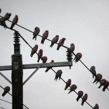 <b>1057 galahs on the wires, Cacatua roseicapilla, Dubbo, NSW, 13th Apr'08 Kate/Sydney</b> <b>1057 galahs on the wires, Cacatua roseicapilla, Dubbo, NSW, 13th Apr'08 Kate/Sydney</b>