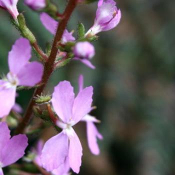 <b>3065 Stylidium productum, Trigger plant, Stylidiaceae, native flowers, Hawkesbury R, 18th Nov'10, Kate/Sydney</b> <b>3065 Stylidium productum, Trigger plant, Stylidiaceae, native flowers, Hawkesbury R, 18th Nov'10, Kate/Sydney</b>