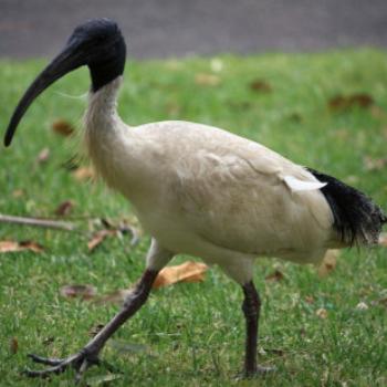 <b>2133 Threskiornis molucca, Australian White Ibis, Threskiornithidae, Sydney Botanic Gardens, Oct'09, Kate/Sydney </b> <b>2133 Threskiornis molucca, Australian White Ibis, Threskiornithidae, Sydney Botanic Gardens, Oct'09, Kate/Sydney </b>