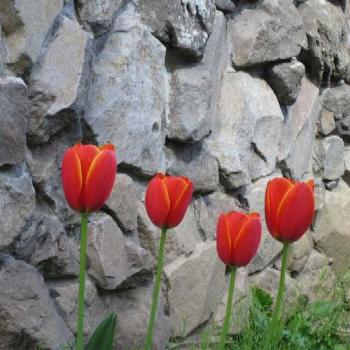 <b>tulips at Tracy Lee Apts, Portland, Oregon</b>