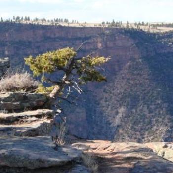 <b>Maybe stretching a root to the next rock will help me hold on at Red Canyon in Utah by Wilodene</b> <b>Maybe stretching a root to the next rock will help me hold on at Red Canyon in Utah by Wilodene</b>