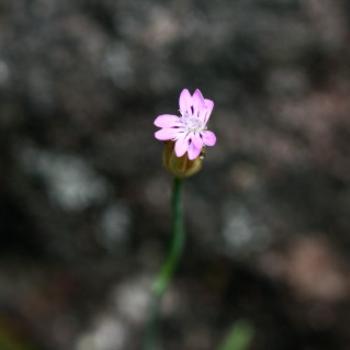<b>3145 dainty flower, Hawkesbury R, 18th Nov'10, Kate/Sydney</b>