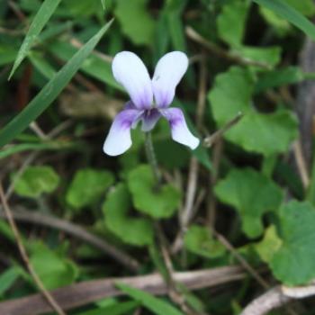 <b>3135 Viola banksii, Native violet, Violaceae, Hawkesbury R, 18th Nov'10, Kate/Sydney</b> <b>3135 Viola banksii, Native violet, Violaceae, Hawkesbury R, 18th Nov'10, Kate/Sydney</b>