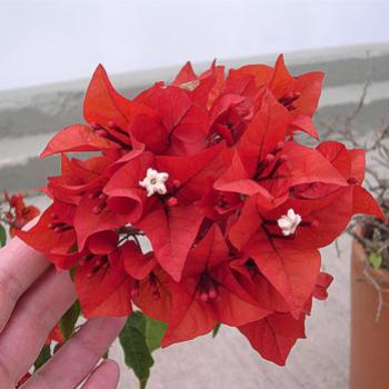 <b>Bougainvillea, Cartagena, Colombia, Jan. 2011 - Bev, AB</b>