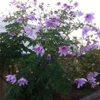 <b>Dahlia tree - Wendy/Perth</b>