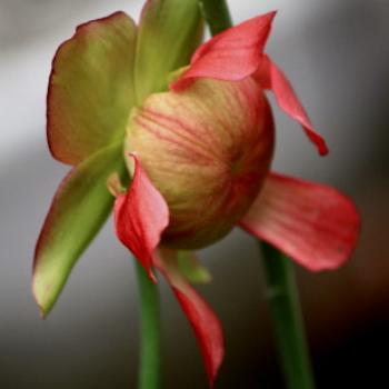 <b>1967 Flower, Sarracenia minor, Trumpet Pitcher Plants, Sydney Botanic Gardens, Oct'09, Kate/Sydney </b> <b>1967 Flower, Sarracenia minor, Trumpet Pitcher Plants, Sydney Botanic Gardens, Oct'09, Kate/Sydney </b>