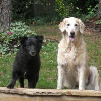 <b>Francesca and Gretchen in the yard (Atlanta, GA)</b>